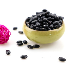 Black kidney beans with good quality scientific name of beans